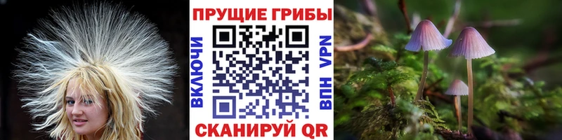Псилоцибиновые грибы мицелий  kraken вход  Избербаш 